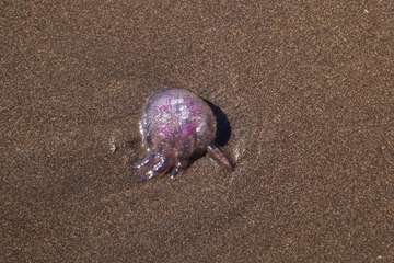 La playa de Melenara se llena de medusas (Foto Antonio Rico)